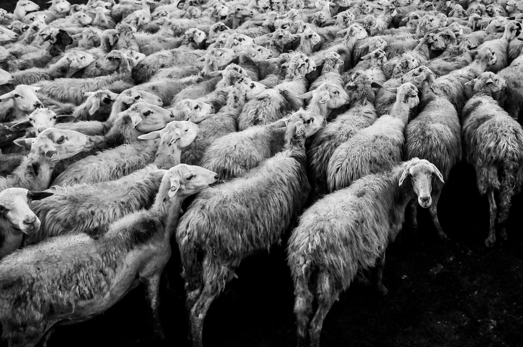 herd of sheep