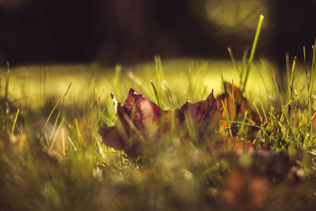 leaf in grass